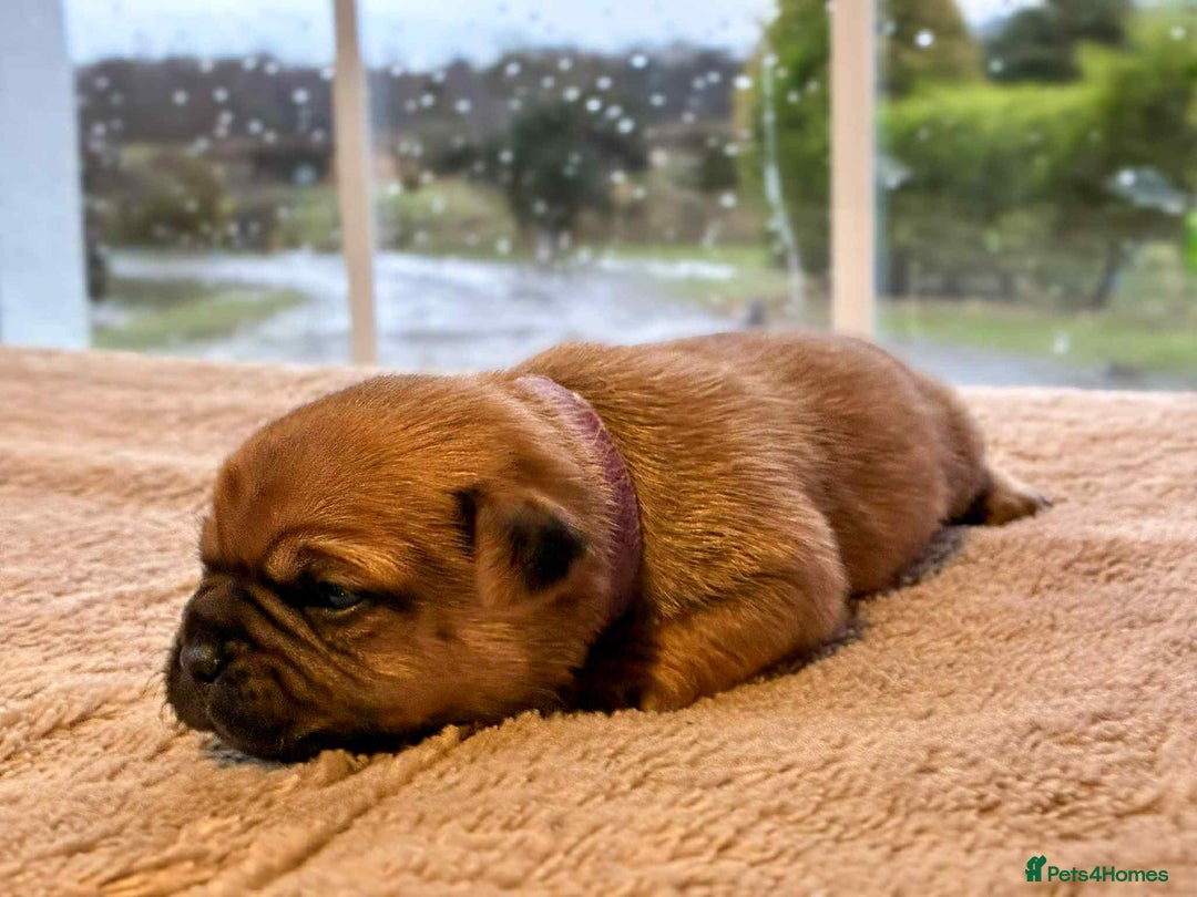 Jug dogs for sale: Jug Puppies  - Advert 9