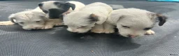 Jack Russell dogs for sale: 4 Jack Russel puppy s in Exeter - Advert 4