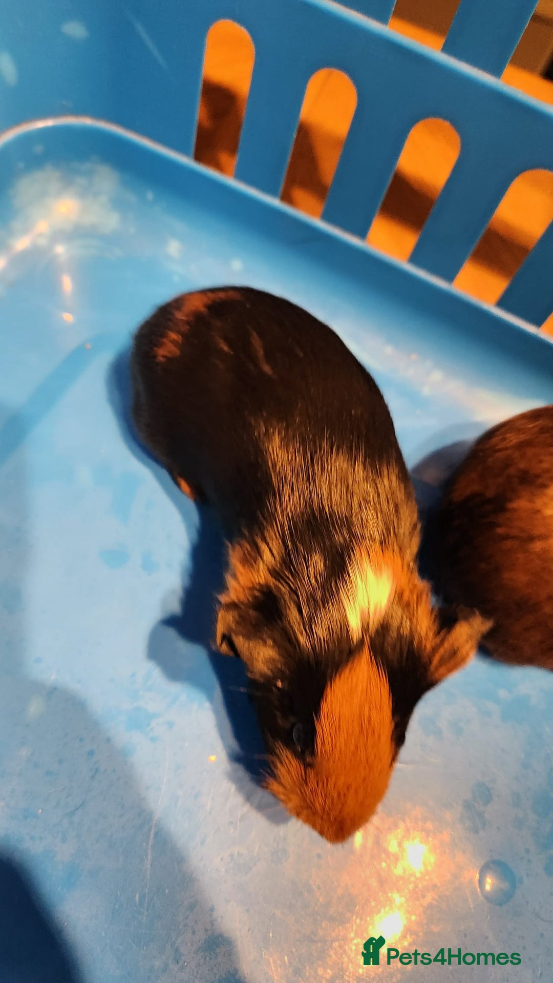 Guinea Pig rodents for sale: Baby Guniea pigs for sale - Advert 8