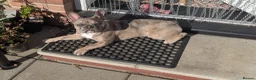 French Bulldog dogs for sale: Gorgeous Frenchie SULLY - Advert 2