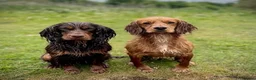 Cocker Spaniel dogs for stud: Small, Compact KC reg,Health Tested Cocker at Stud - Advert 5