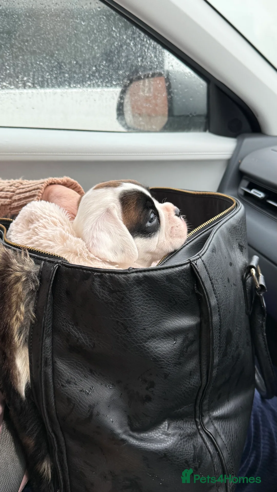 Boxer dogs for sale: Stunning White boy. - Advert 14