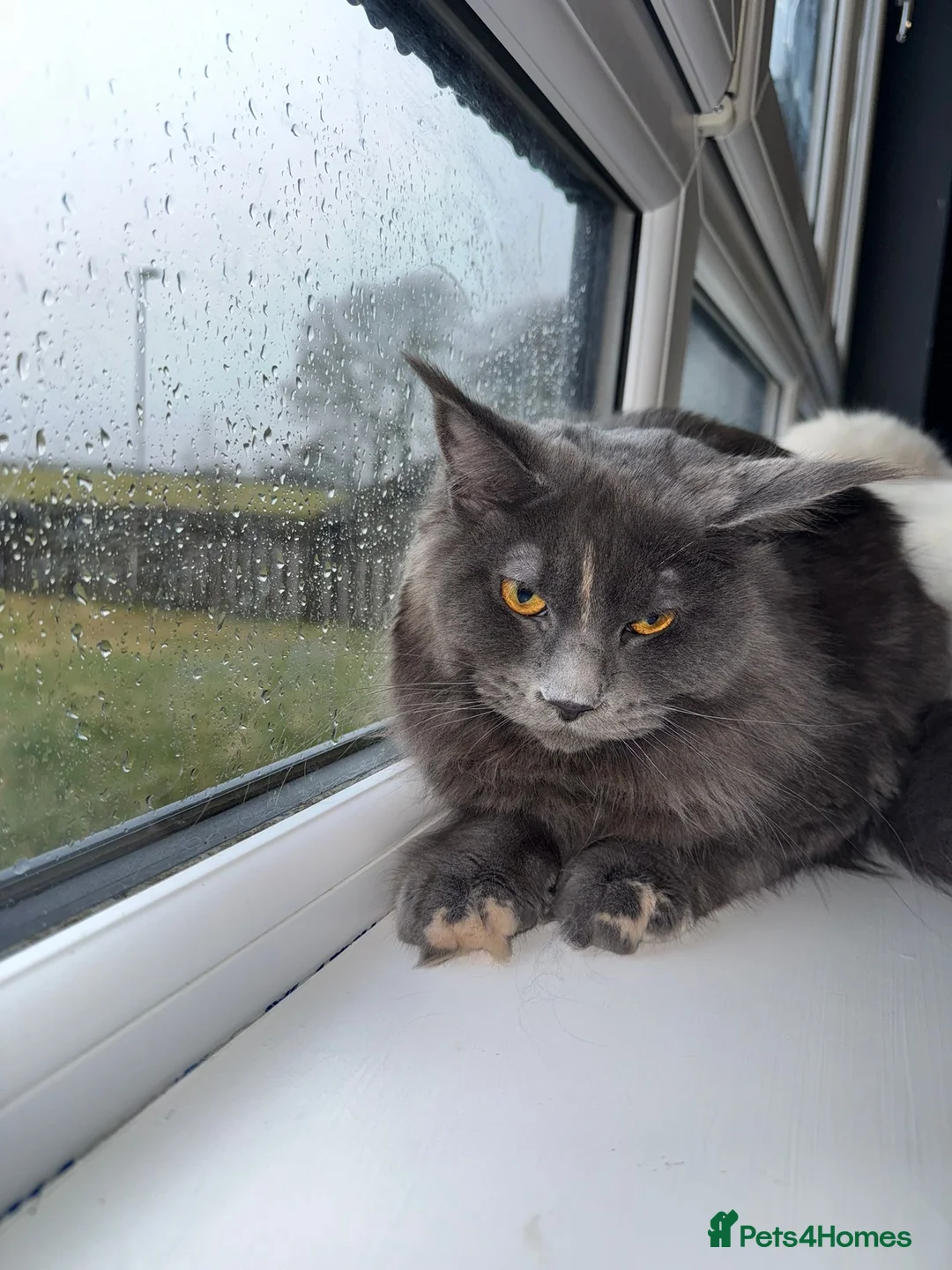 Maine Coon cats for sale: Gorgeous female Maincoon  - Advert 4