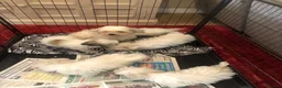 Mixed Breed dogs for sale: shichon x maltese puppies for sale  - Advert 3