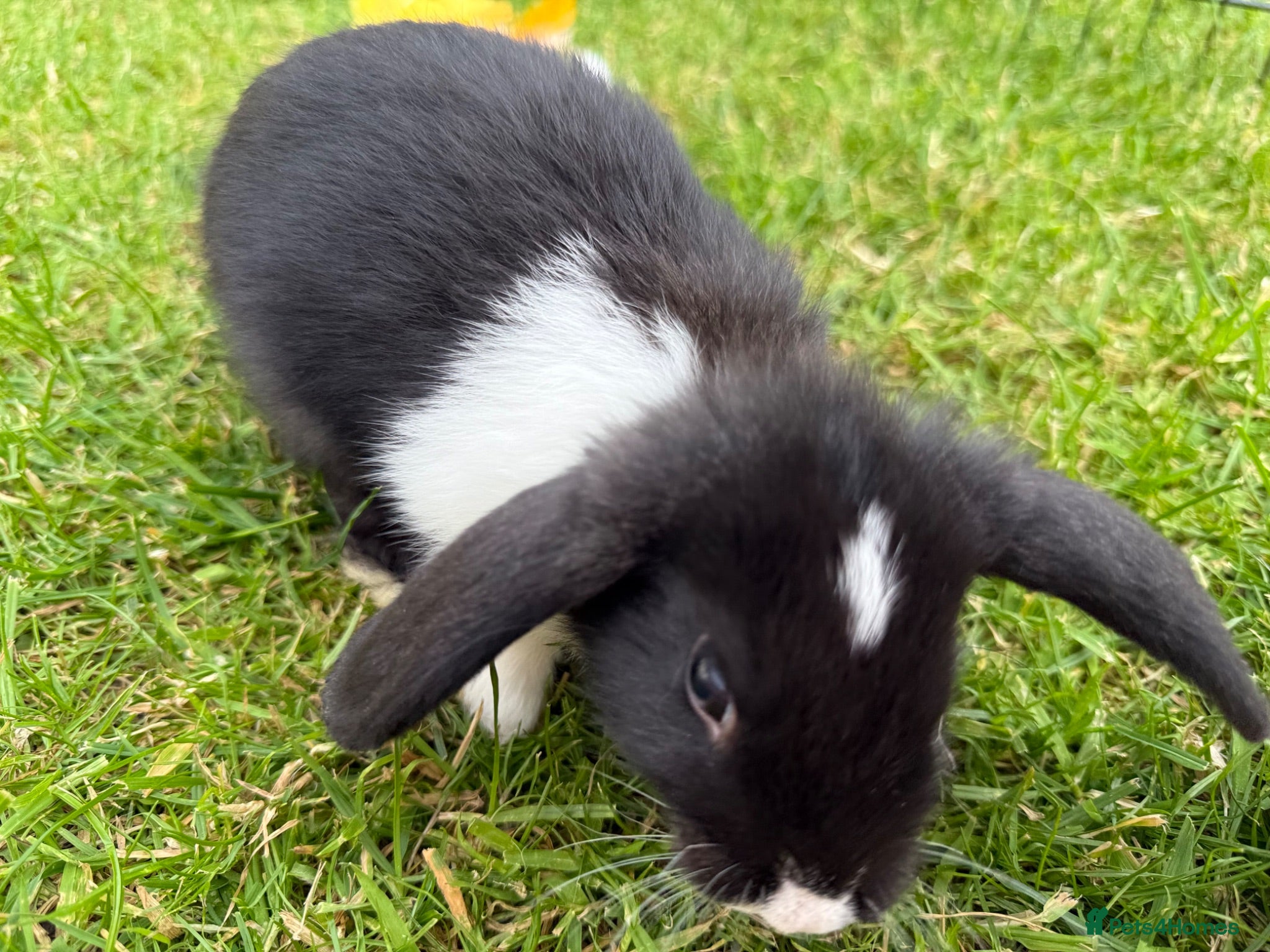 Mixed Breed rabbits Mini lop / New Zealand White  - Advert 1