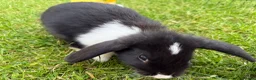 Mixed Breed rabbits for sale: Mini lop / New Zealand White  in Newcastle upon Tyne - Advert 1