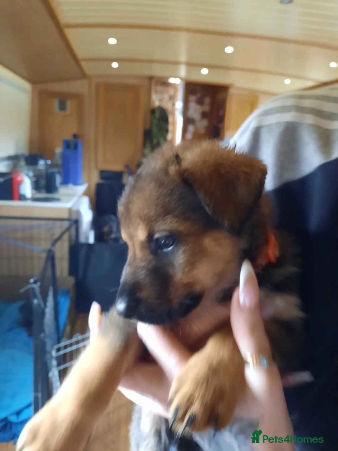 Mixed Breed dogs for sale: Rottweiler X German Shepherd Puppies  in Bristol - Advert 32