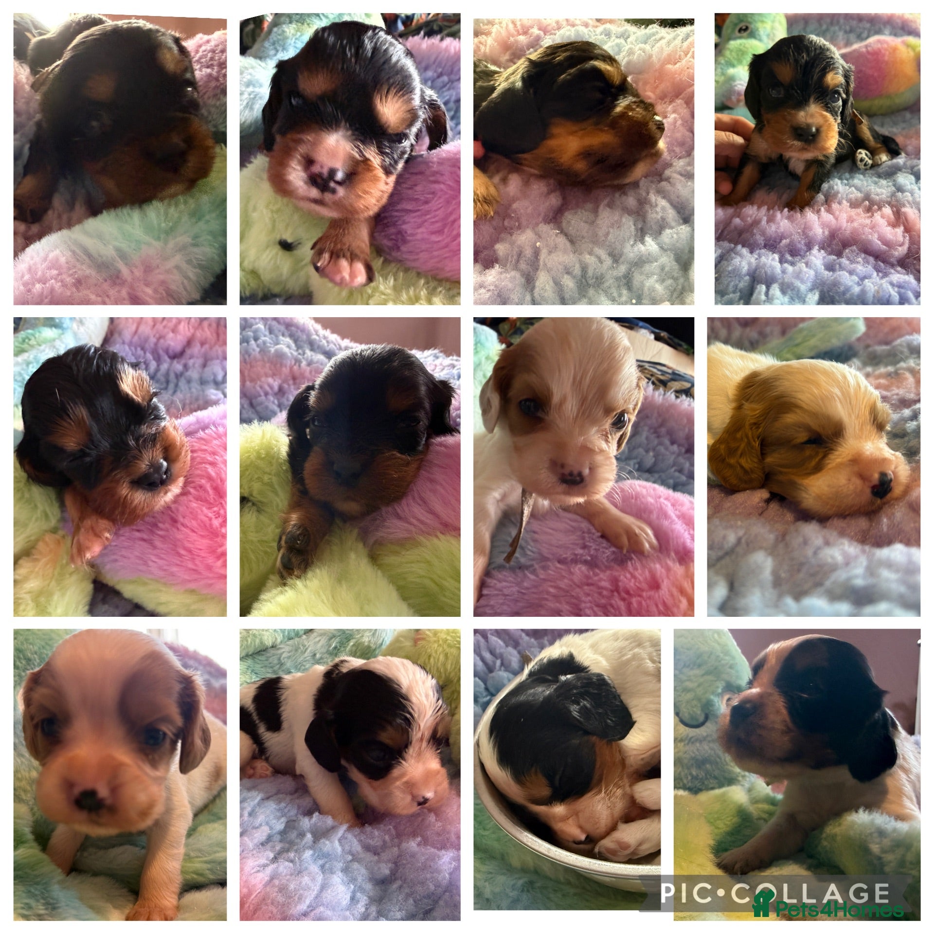 Cockalier dogs Fully health tested cockalier puppies.  - Advert 6