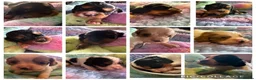 Cockalier dogs for sale: Beautiful, health tested cockalier puppies.  - Advert 11