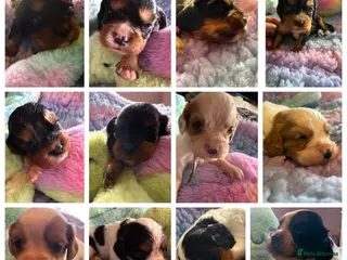 Cockalier dogs Fully health tested cockalier puppies. - Advert 13