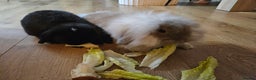 Mini Lion Lop rabbits for sale: Mini Lion & Mini Lop Rabbits 💙💙 - Advert 2