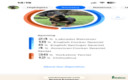 Mixed Breed dogs for sale: Mixed breed Labrador  - Image 4