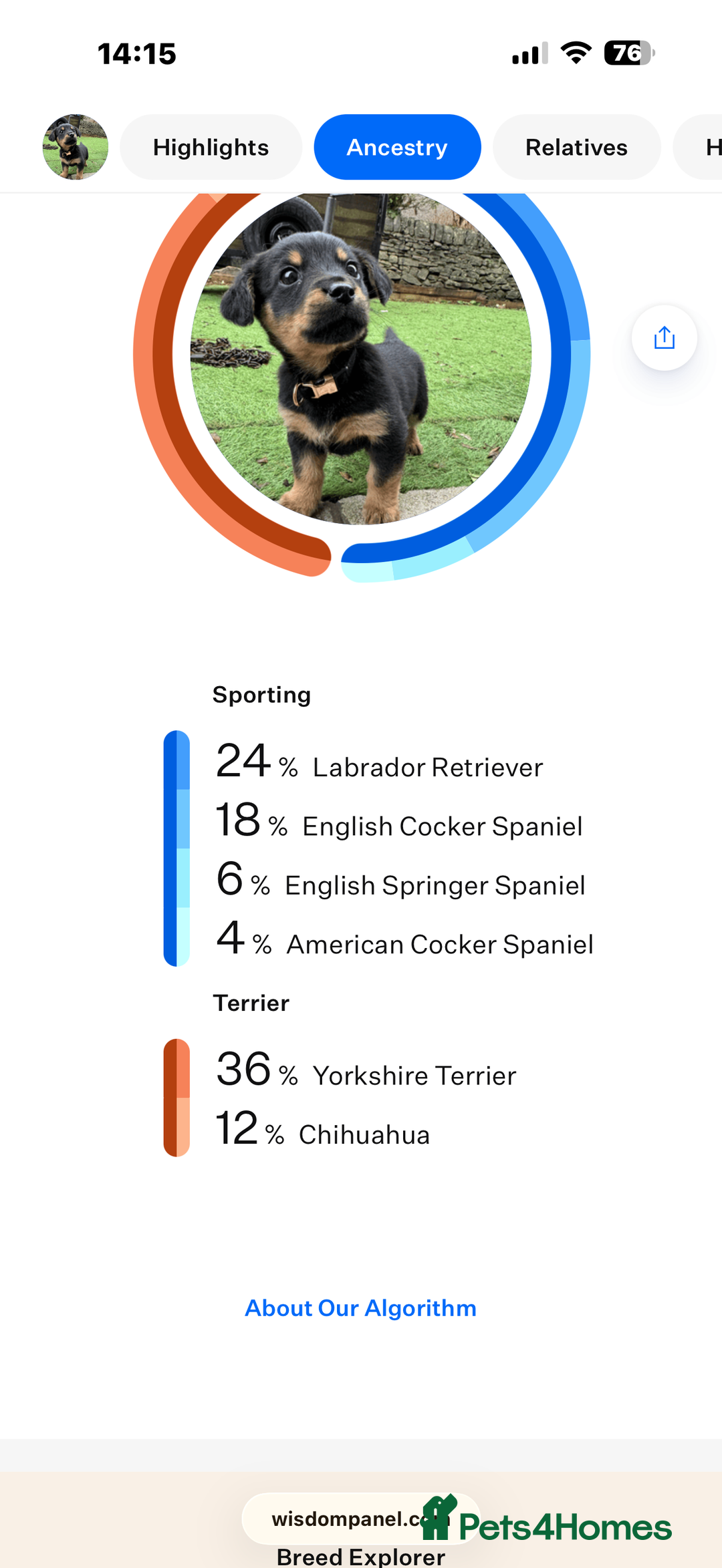 Mixed Breed dogs for sale: Mixed breed Labrador  - Image 4