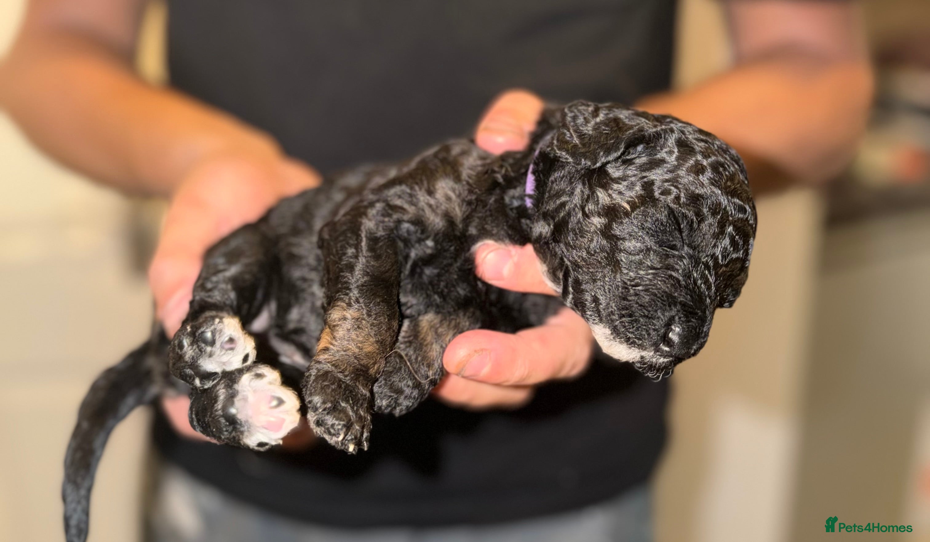 Mini Goldendoodle dogs F1b Mini Goldendoodle Puppies. Ready to Reserve 🤍 - Advert 2