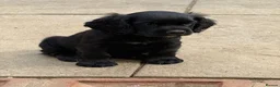 Cocker Spaniel dogs for sale: 6 well bred Cocker Spaniel puppies  - Advert 6