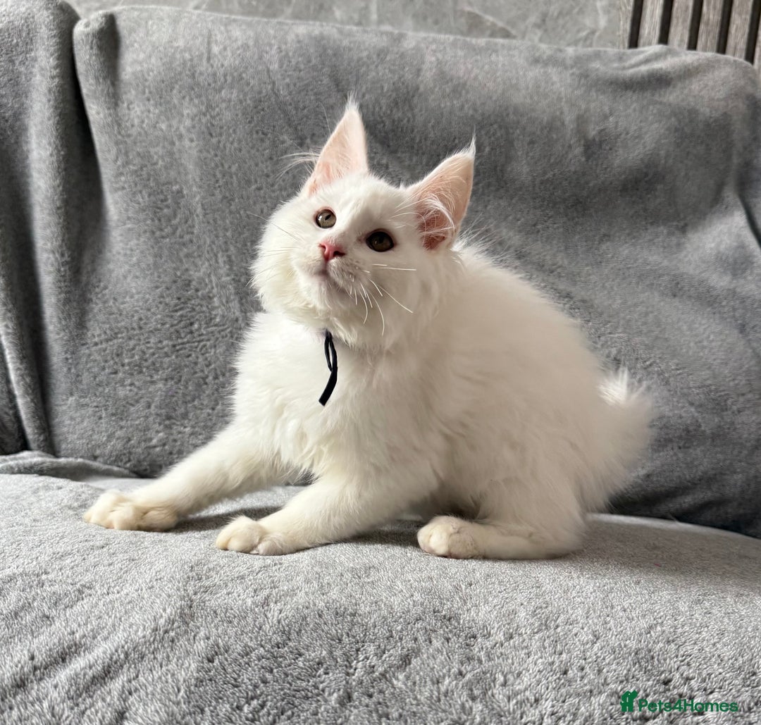 Maine Coon cats for sale: Maine Coon Kittens TICA Registered Cattery  - Image 14