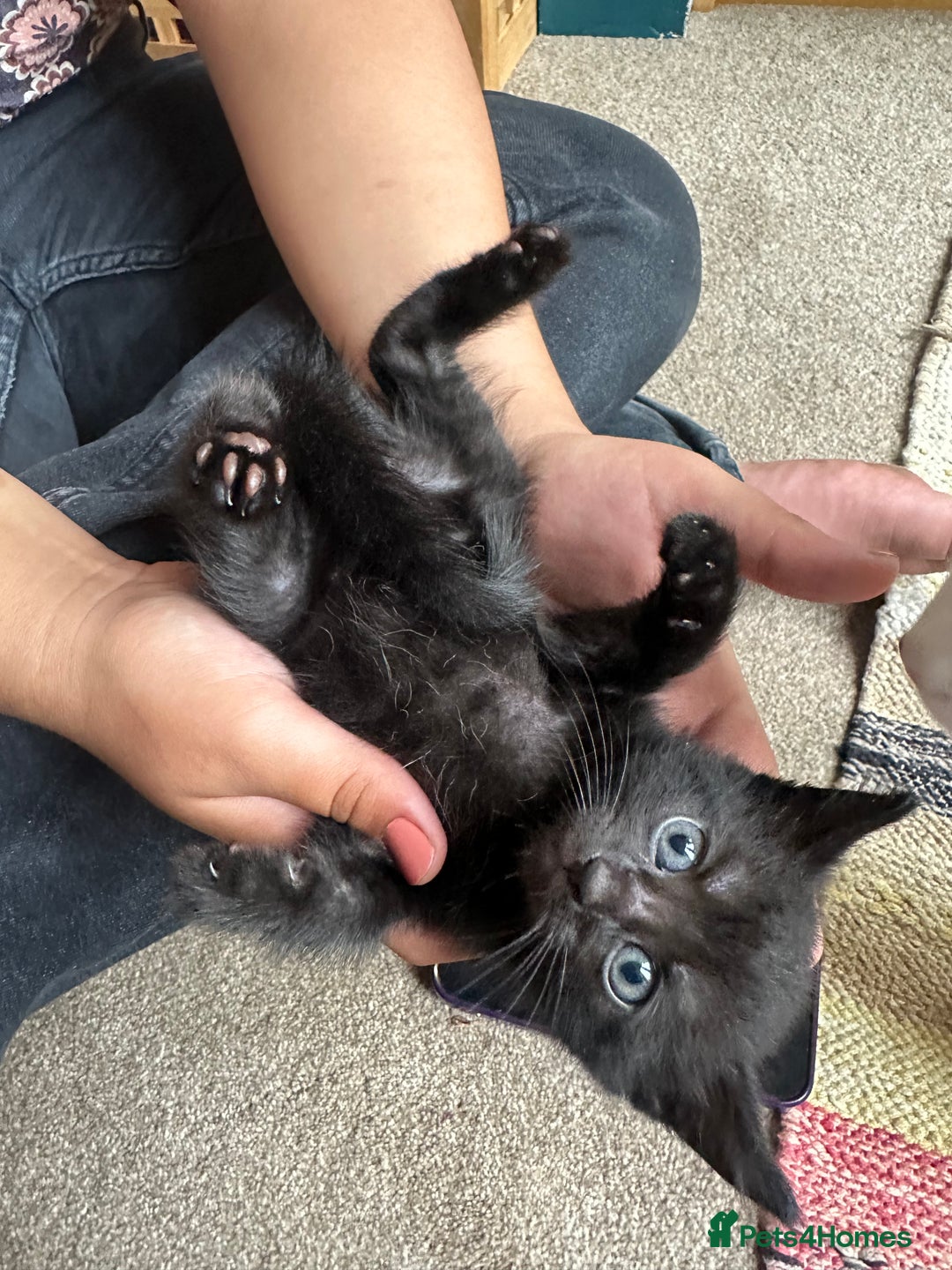 British Longhair cats for sale: Beautiful & playful kittens ready for new home - Image 4