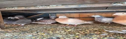 Mixed Breed birds for sale: Pigeons for sale all for 120£ in Nottingham - Advert 8