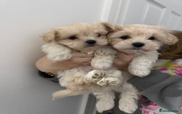Mixed Breed dogs for sale: Beautiful litter of lhatese baby’s 🥰❤️ - Advert 2