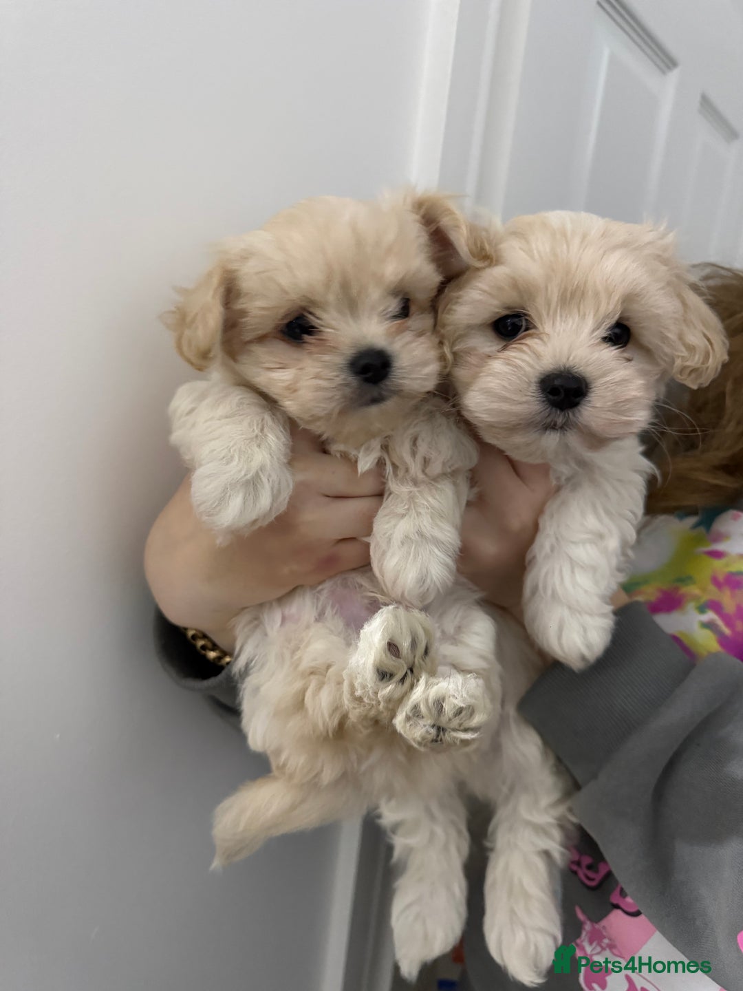 Mixed Breed dogs for sale: Beautiful litter of lhatese baby’s 🥰❤️ - Advert 2
