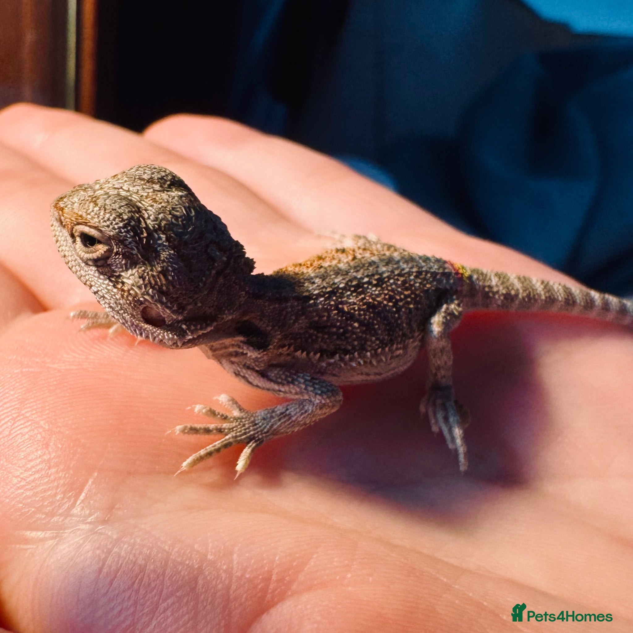 Bearded Dragon reptiles Translucent red monster babies - Advert 3