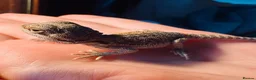 Bearded Dragon reptiles for sale: Translucent red monster babies in Croydon - Advert 1