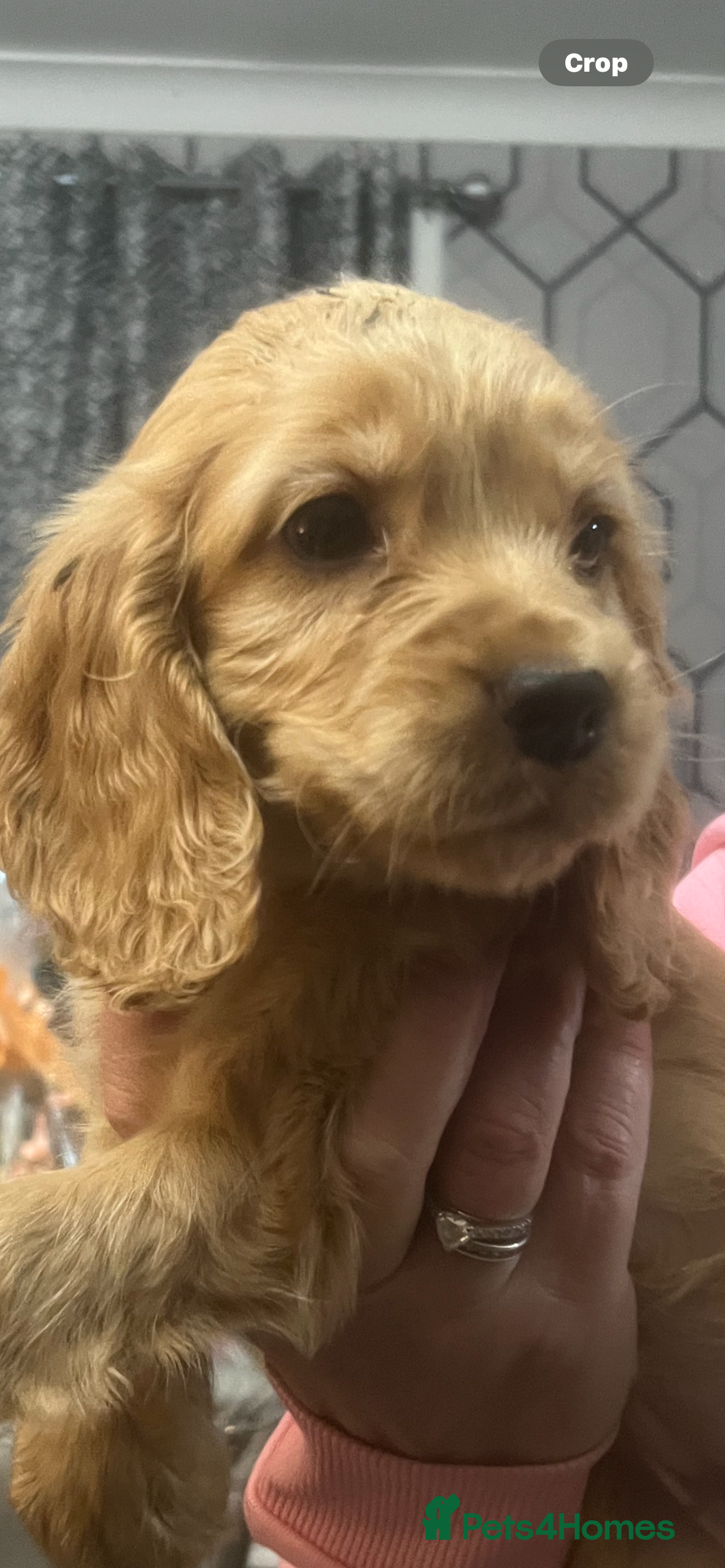 Cocker Spaniel dogs Cocker Spaniel Pups - 5 th Generation  - Advert 2