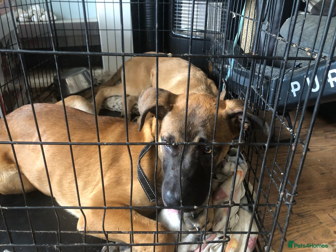 Mixed Breed dogs for sale: Belgian malinois cross staffy pups in Doncaster - Image 16