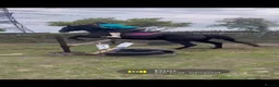 Irish Thoroughbred horses for sale: Millie’s Flying  - Advert 6