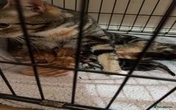 Mixed Breed cats for sale: Beautiful kittens looking for forever homes - Image 6