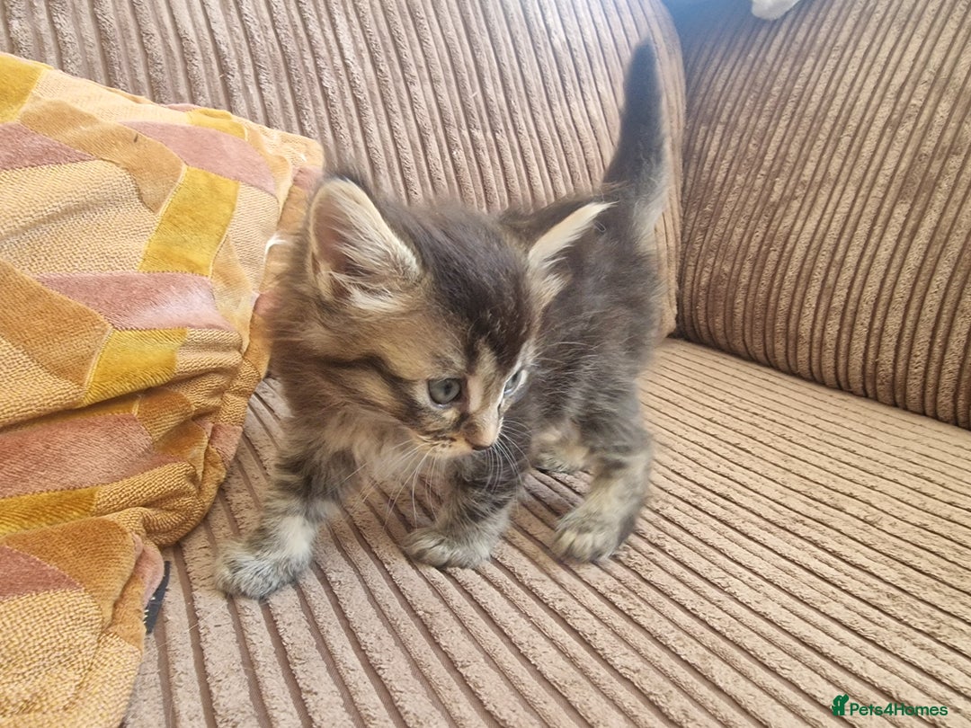 Maine Coon cats for sale: Maine coon cross - Image 6