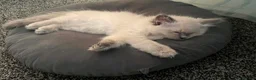 Ragdoll cats for sale: GCCF Blue Point Ragdoll Boys Ready Now - Advert 11