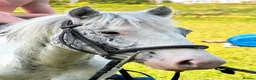 Appaloosa horses for sale: BENJI - Advert 15