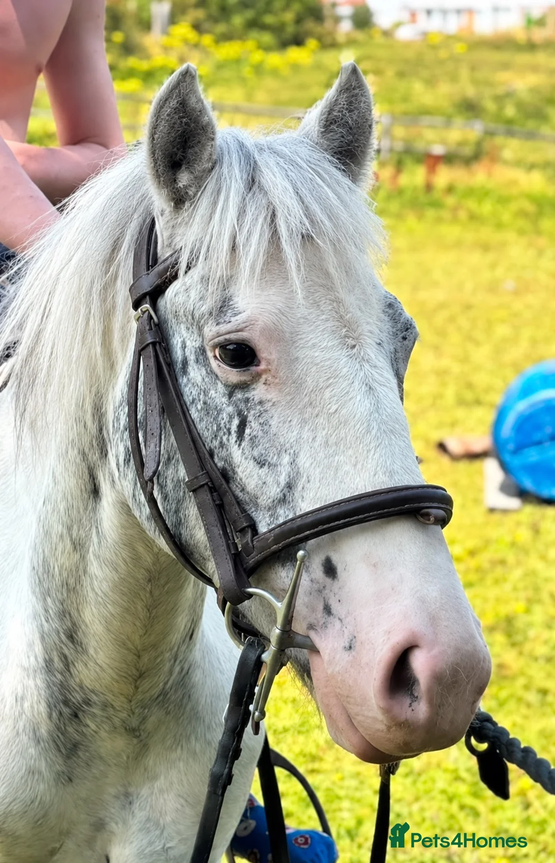 Appaloosa horses for sale: BENJI - Advert 15