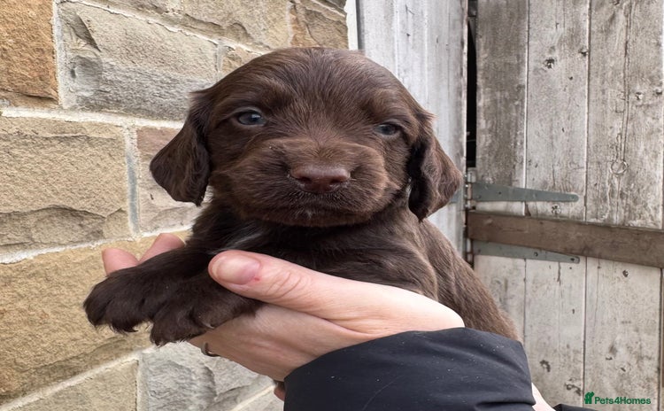 Cocker Spaniel dogs - Advert 1