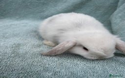 Mini Lop rabbits for sale: Gorgeous Purebred minilops - Image 1