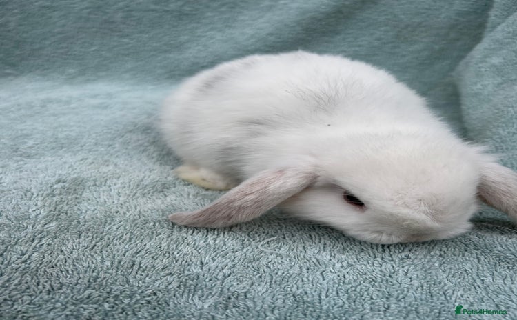 Mini Lop rabbits - Advert 6
