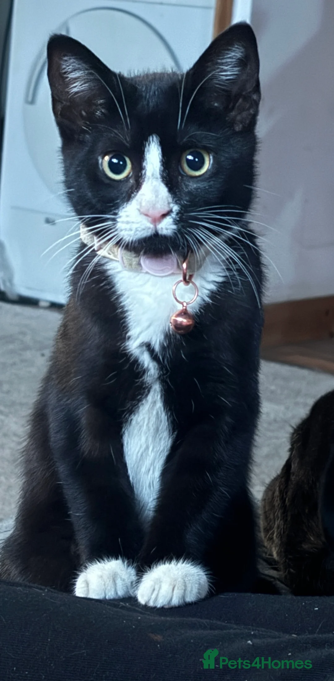 Mixed Breed cats for sale: Sweet tabby boy  in Amersham - Advert 2