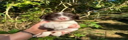 English Springer Spaniel dogs for sale: English Springer Spaniel, KC registered puppies - Advert 39