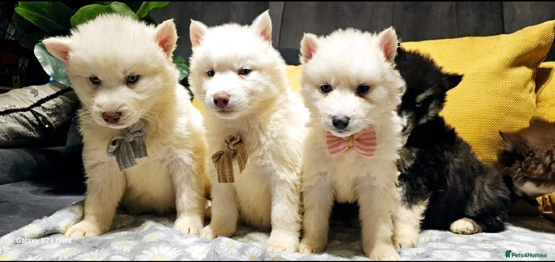 Siberian Husky dogs for sale: Wooly Siberian huskies - fully vaccinated  - Advert 6