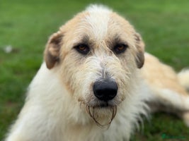 Mixed Breed dogs Hershey ( and brother Harley ) - Advert 4