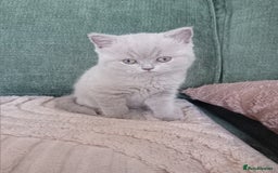 British Shorthair cats for sale: Gorgeous British short-hair kittens  - Image 14