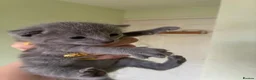 Russian Blue cats for sale: TICA 5* pedigree Russian Blue Kittens - Advert 4