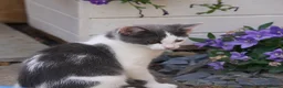 Mixed Breed cats for sale: Affectionate, Playful Ragdoll Cross Kittens - Advert 25