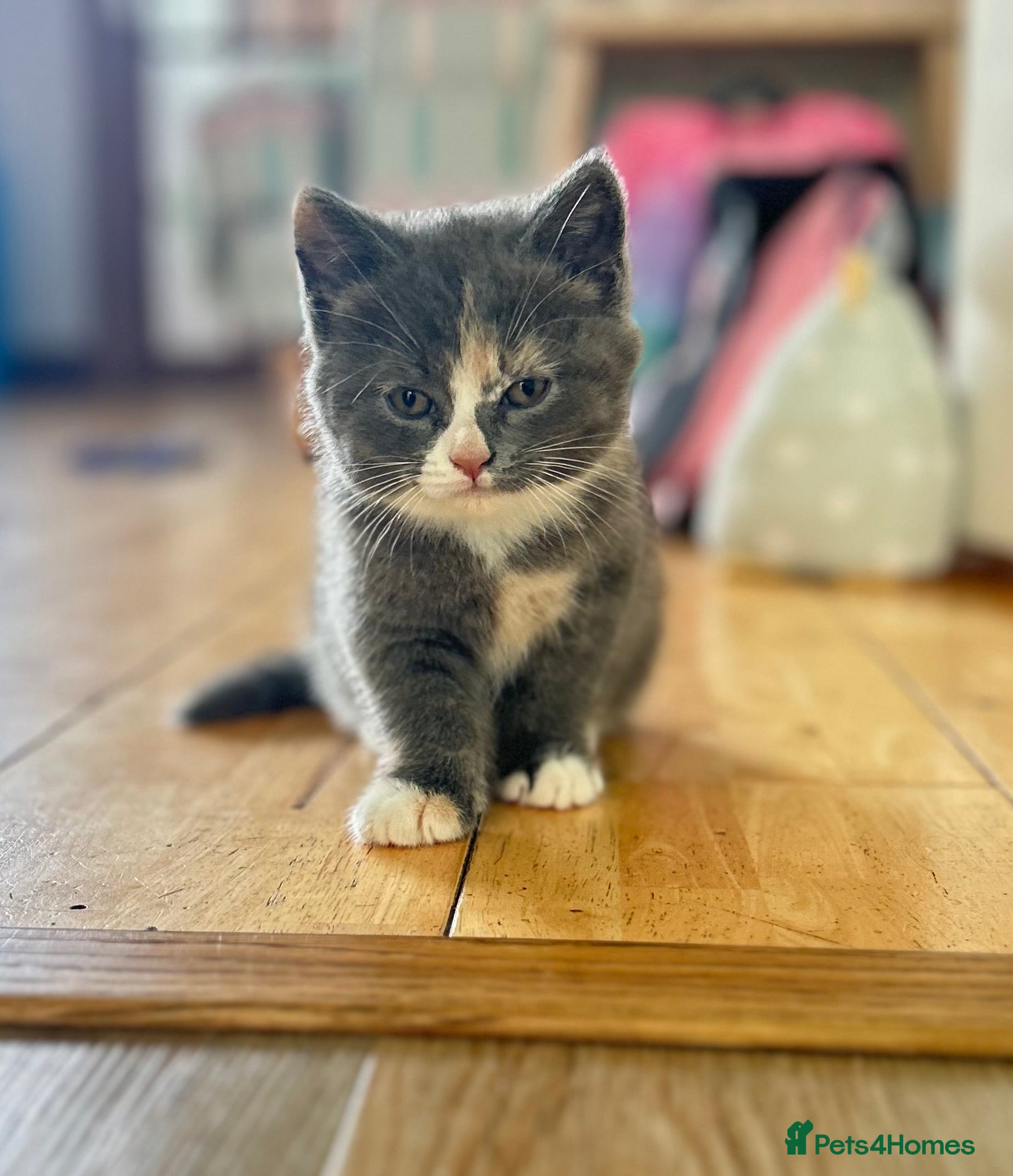 British Shorthair cats Chunky British Shorthair / Ragdoll kittens  - Advert 17