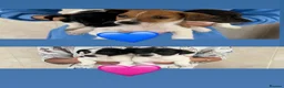 Jack Russell dogs for sale: 5 beautiful puppies 2 girls 3 boys  in Abingdon - Advert 11