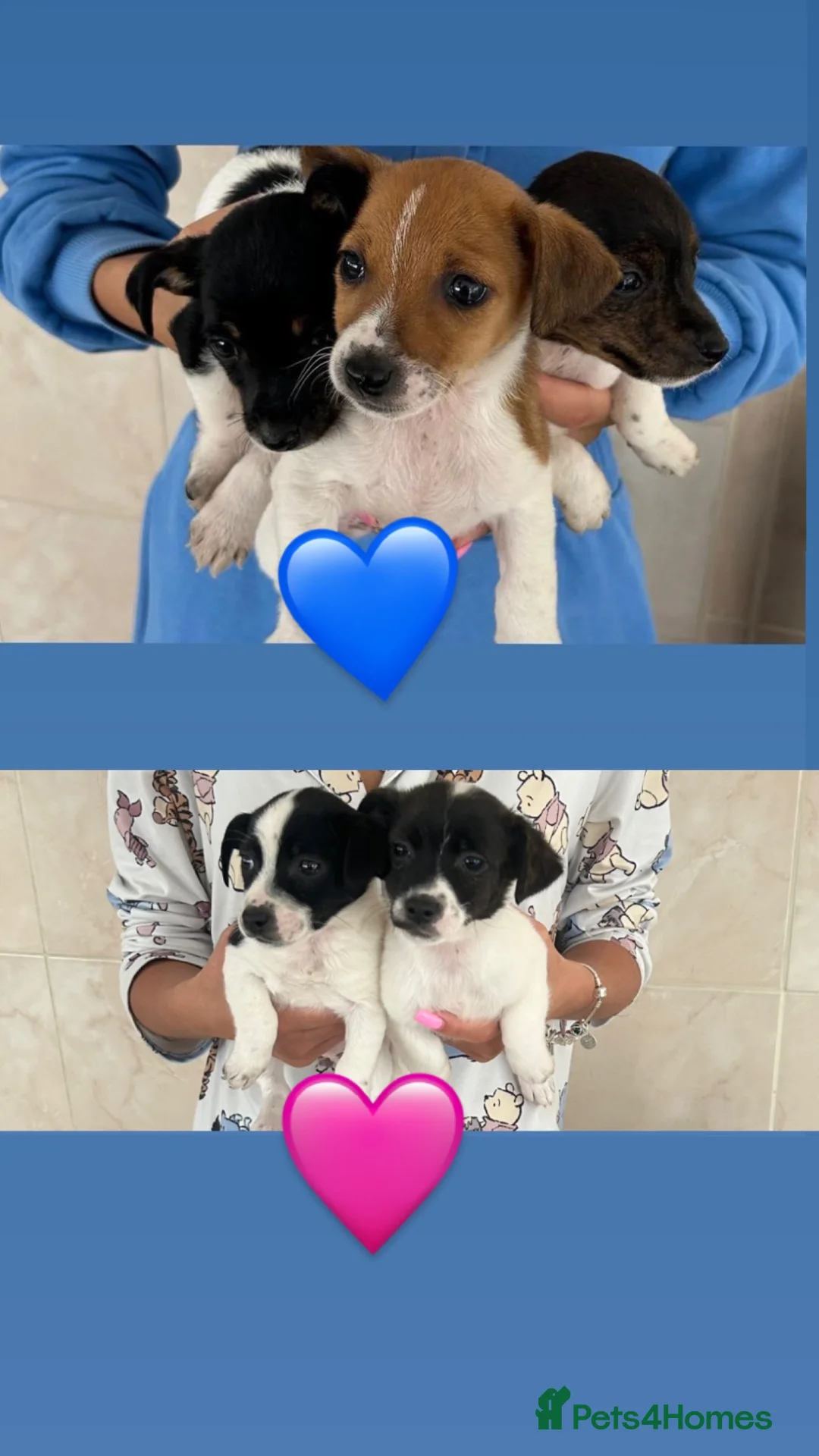 Jack Russell dogs for sale: 5 beautiful puppies 2 girls 3 boys  in Abingdon - Advert 11