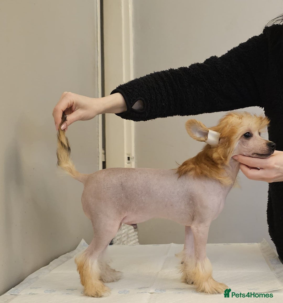 Chinese Crested dogs for sale: February litter- waiting list open  - Advert 5