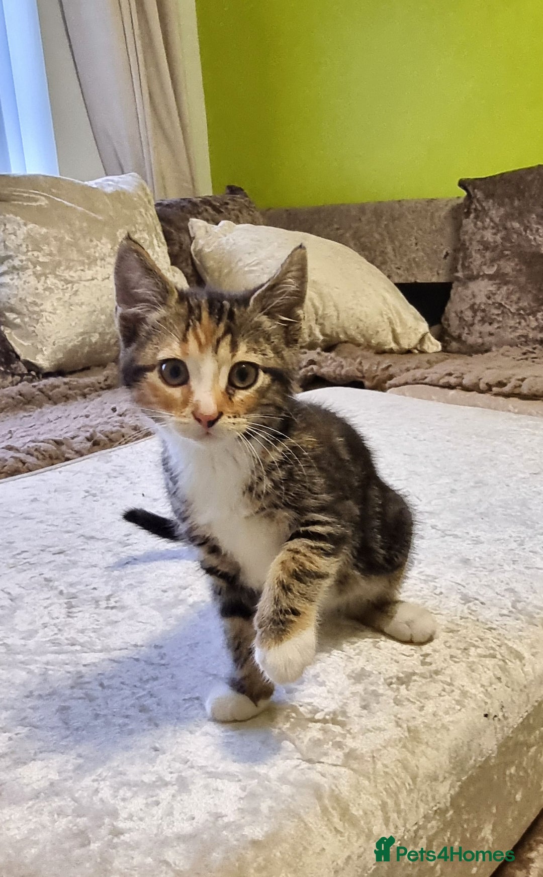 British Shorthair cats for sale: Beautiful kitten for sale - Advert 2