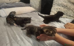 Mixed Breed cats for sale: Kittens for sale! - Advert 11